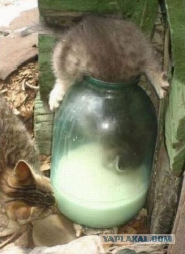 Кот аристократ.