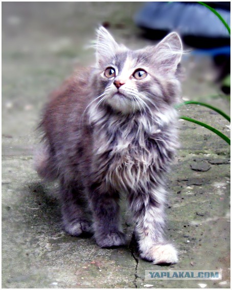 Котовторник