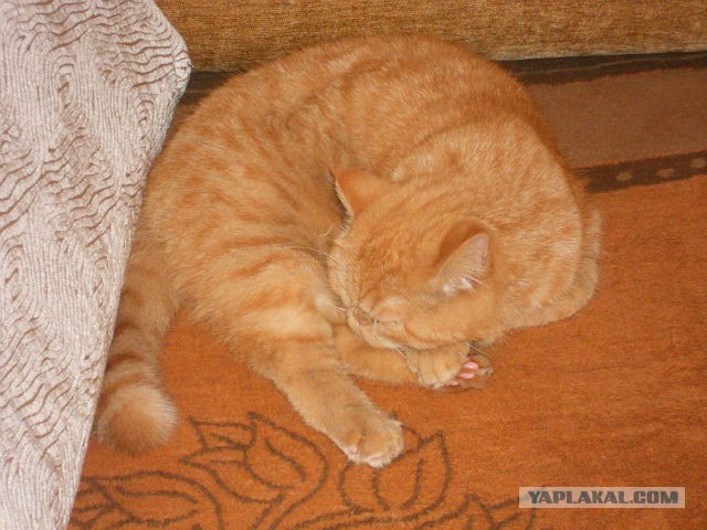Котовторник 04.08.2015