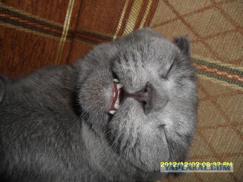 10 кошачьих поз для сна