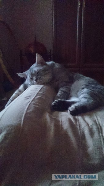 Котовторник