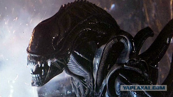 Богомол прыгнул на лицо мальчика