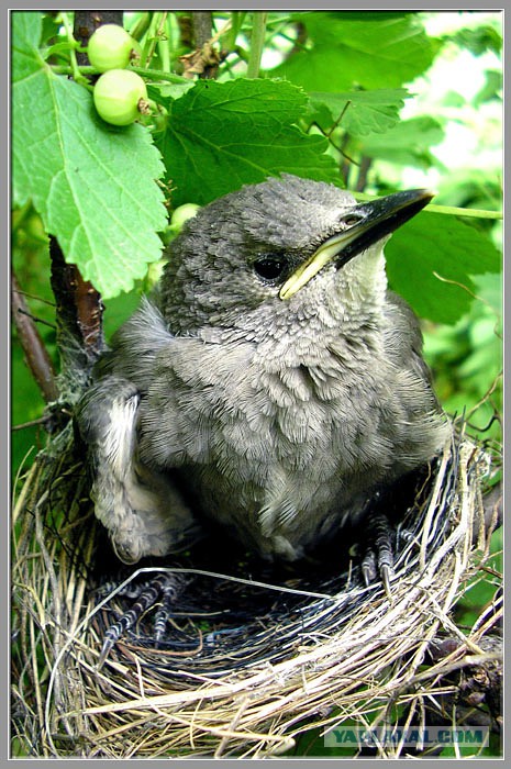 Скоро во всех гнёздах страны!... и не только