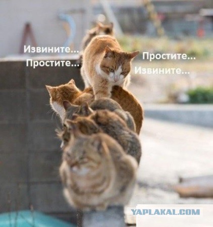 Немного картинок и гифок.
