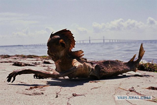 На американский берег выбросило русалку