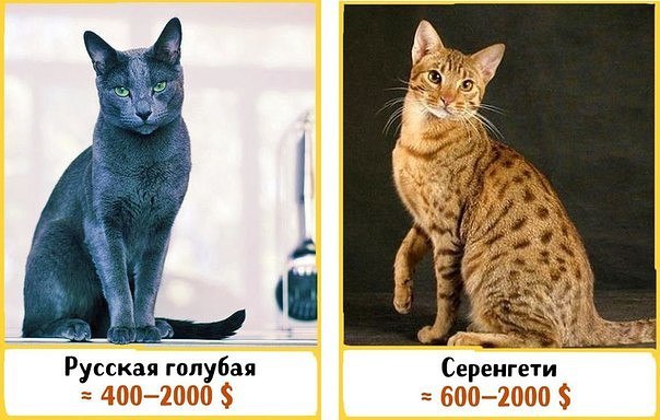 Картинки всякие