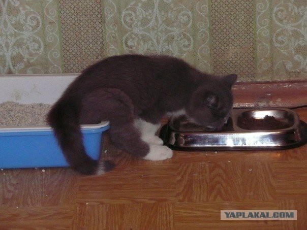 Коты и Кошки