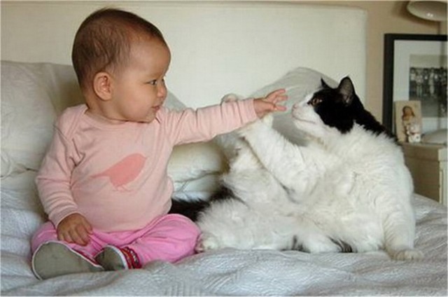 Коты и Кошки
