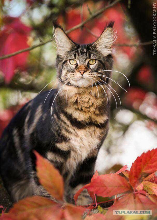 Котовторник