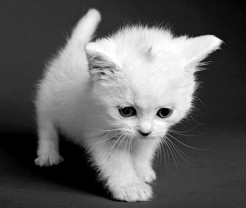 Коты и Кошки