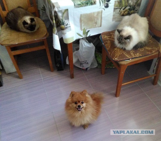 Котовторник  01.05.2018