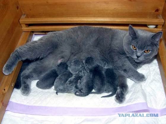 Ура, котовторник! (01.07.2008)
