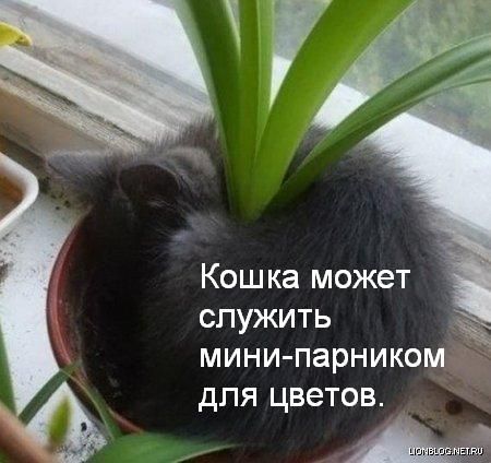Ура, котовторник!