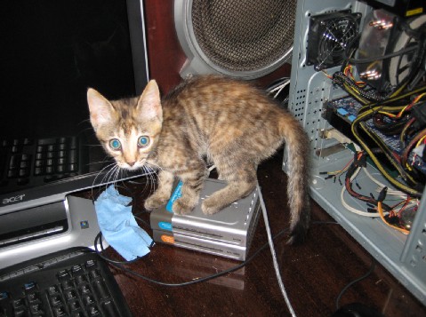Котовторник
