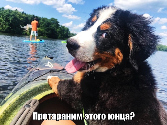 Милые животные. Мимиметр сломался