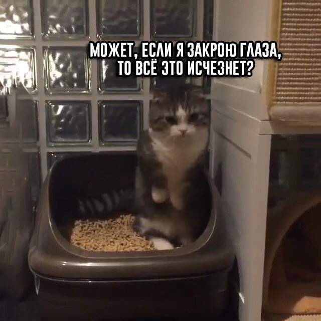 Прикольных котов пост