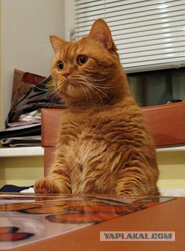 Котовторник 06.09.11