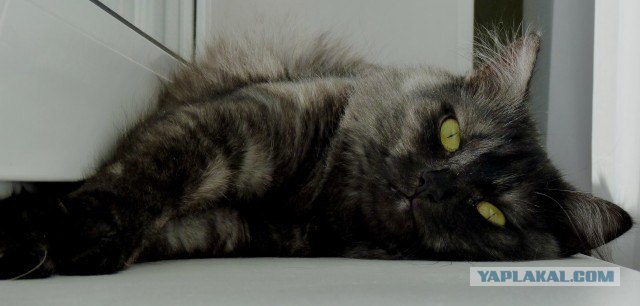 Котовторник 13.12.11 - магическе числа