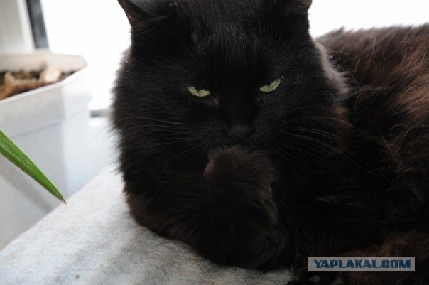 Котовторник 27.12.11