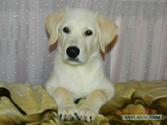 Собакочетверг