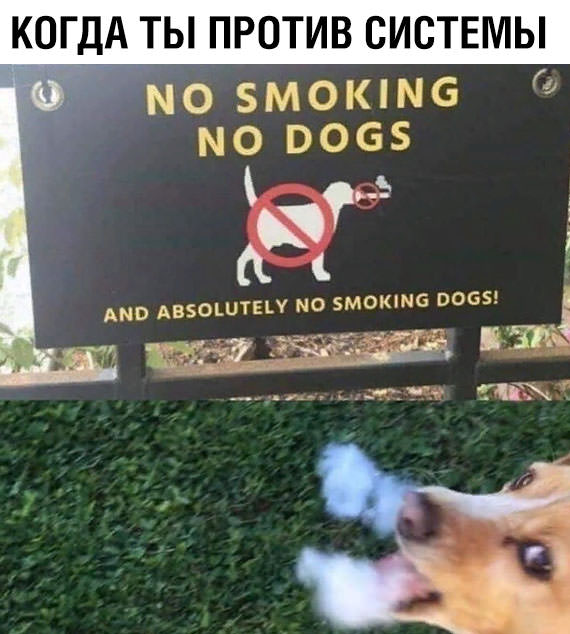 Картинки с надписями, истории и анекдоты