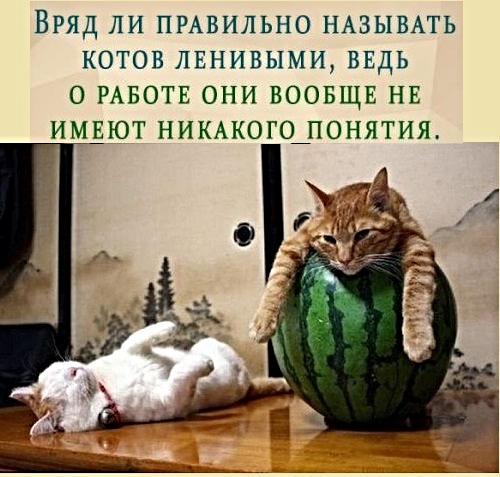 Картинки с надписями с котами и про котов