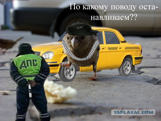 Воробьед идет на обед