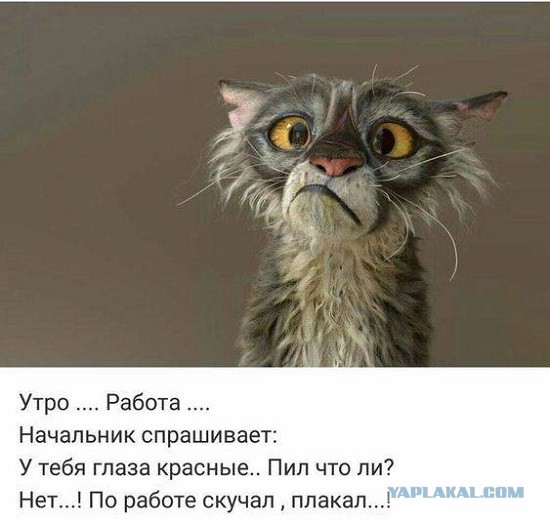 Кретинизмы из сети 05.02.21
