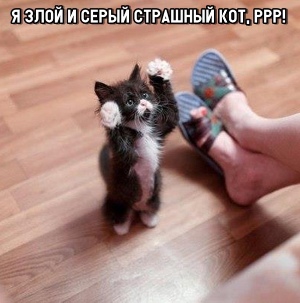 Картинки и мемы для настроения