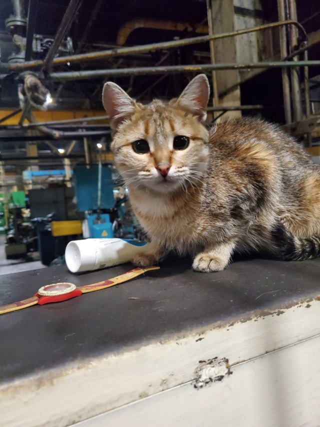 Коты пролетарии