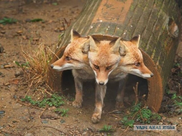 Так себе картинки 30.09.2023