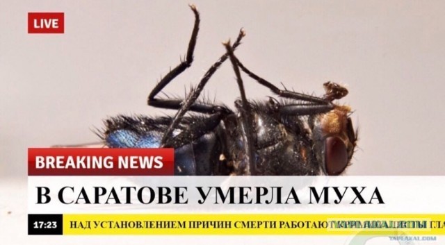 Росгвардейцы обнаружили затонувший автомобиль на дне Невы в центре Санкт-Петербурга
