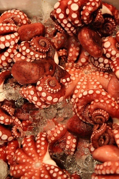 Всемирный день осьминога