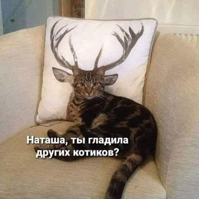 Подборка картинок-баянов с котиками и про котиков. Выпуск 21