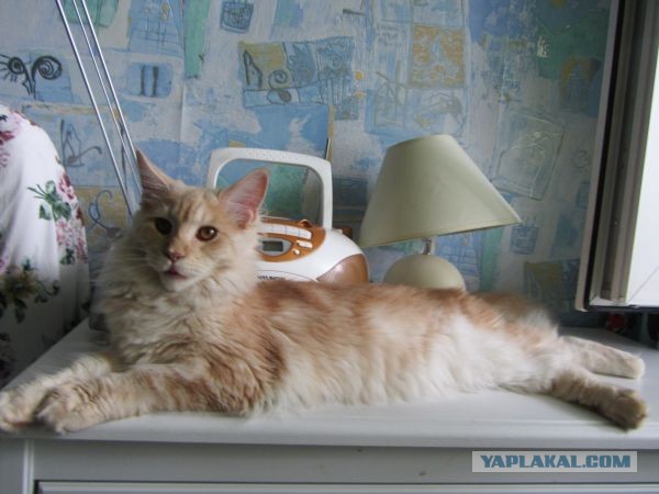 Котовторник 9.07.2013