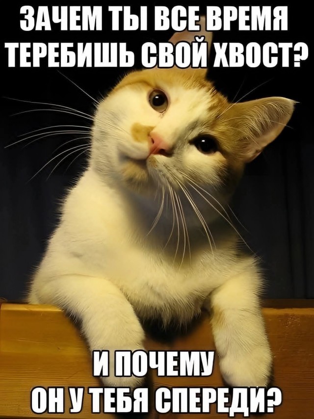 Подборка картинок-баянов с котиками и про котиков. Выпуск 29.