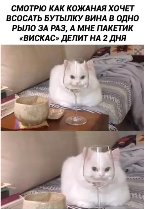 К котовторнику: подборка картинок-баянов с котиками и про котиков. Выпуск 40.