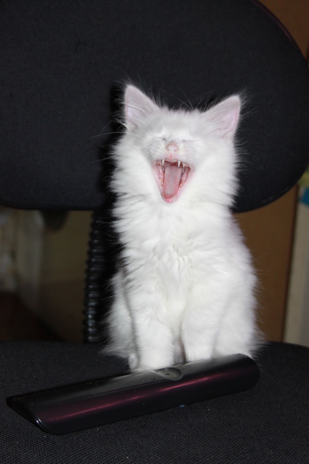 Котовторник на вторник, Котовторник
