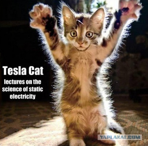 Коты ученых