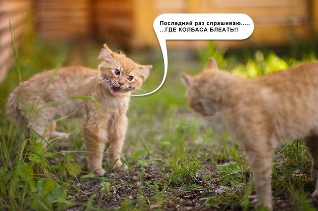 Не про олимпиаду