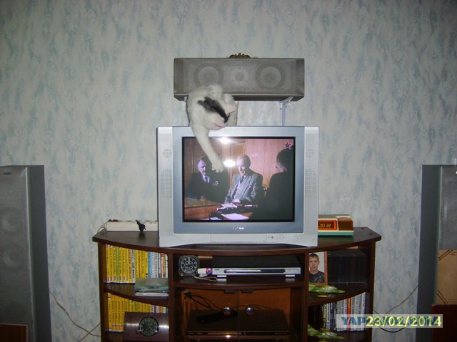 Котовторник 25.02.2014