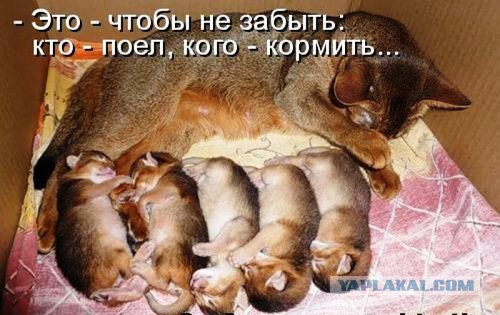 Плюшевый нянь