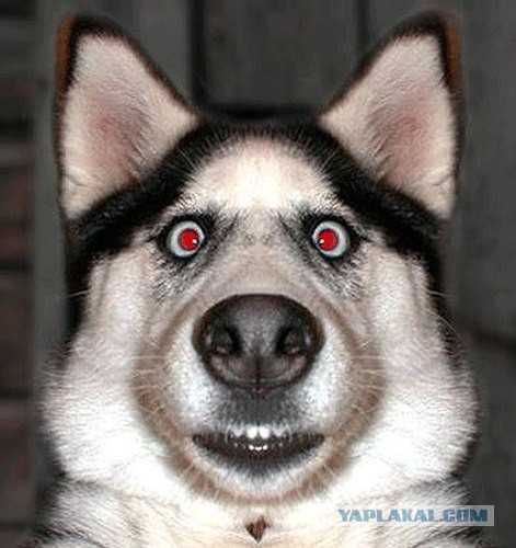 Забавные картинки и комменты из соцсети