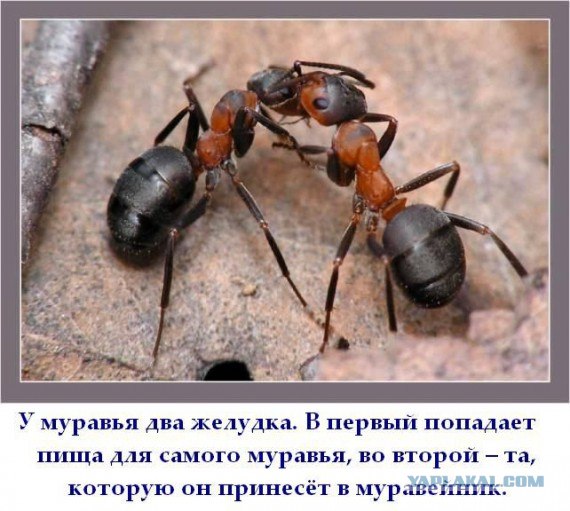 Факты в картинках