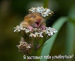 Добряки, плюсующие всех подряд
