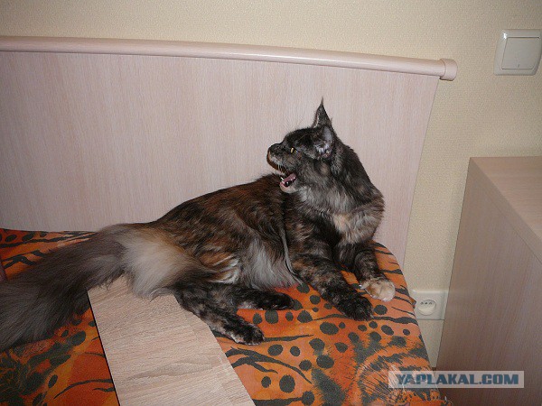 Котовторник 12.08.2014