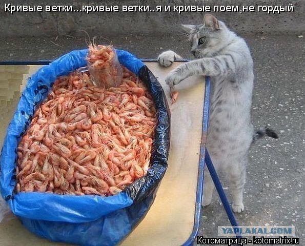 Веселые картинки
