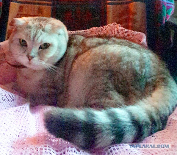 Котовторник 23.12.2014