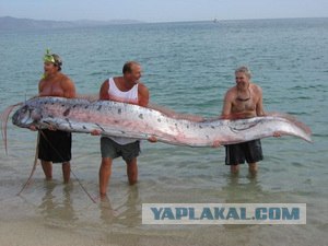 Рыбацкая удача