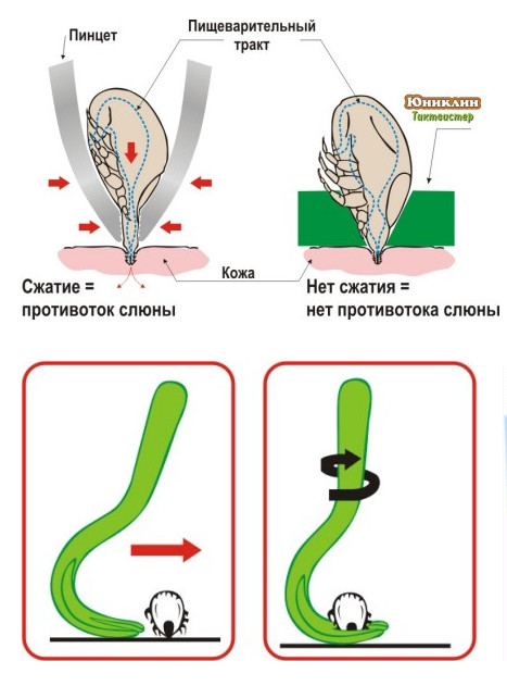 Про идиотов и клещей